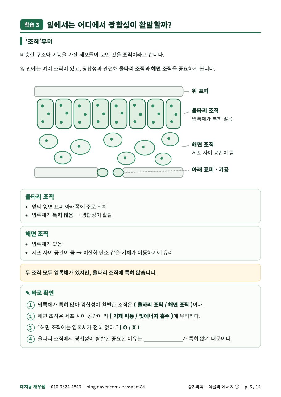 잎의 단면 — 울타리 조직·해면 조직과 광합성