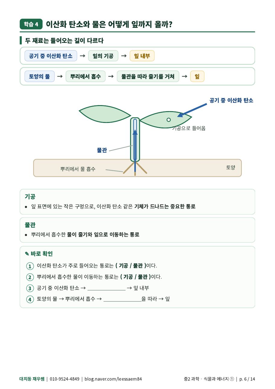 기공과 물관 — 재료가 잎까지 오는 길