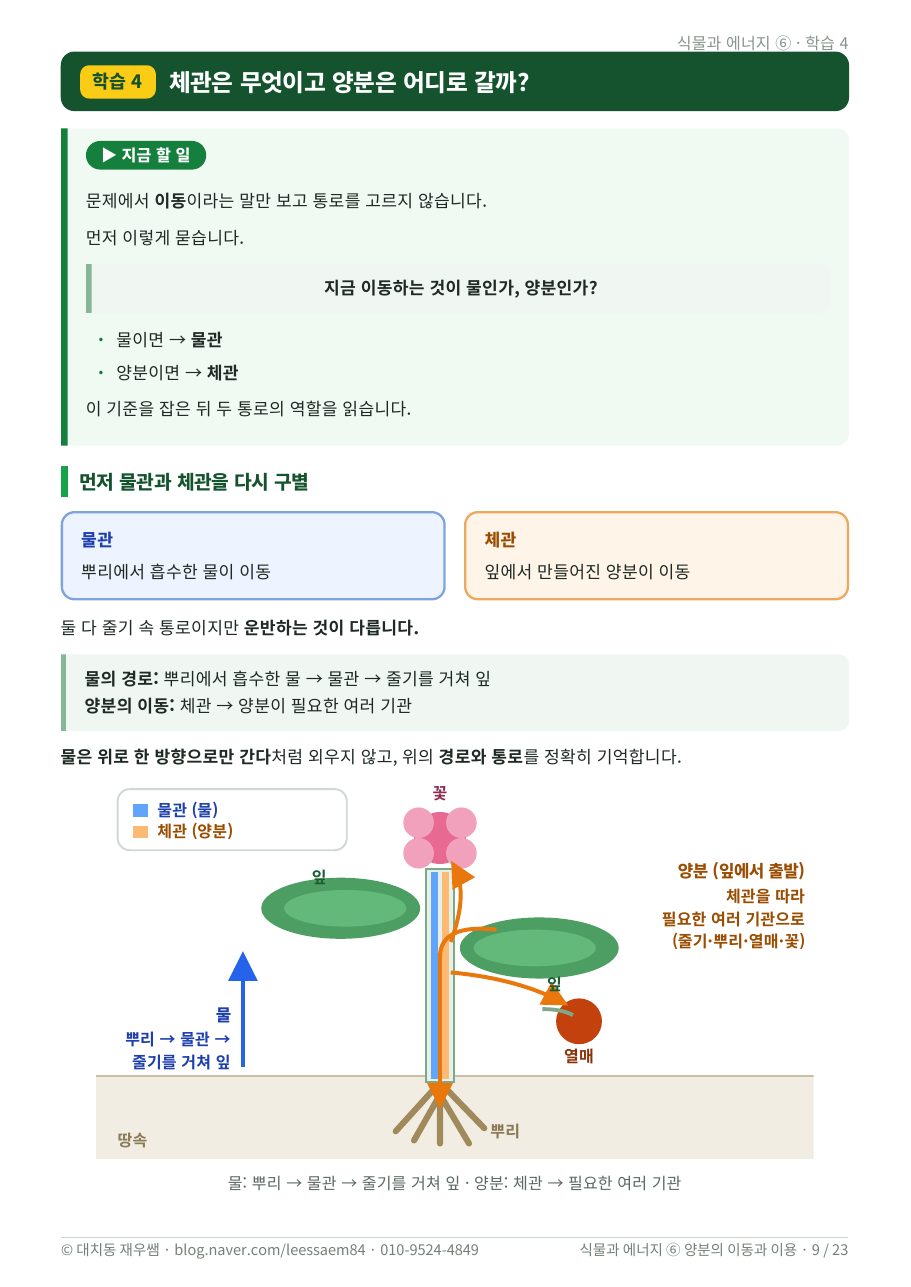 양분이 가는 길 — 체관과 물관